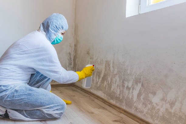 Licensed Black Mold Removal service in Bryans Road, MD - WQB Mold Removal
