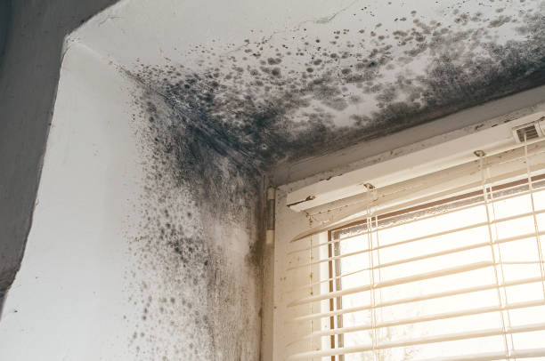 Affordable Black Mold Removal solutions in Bryans Road, MD